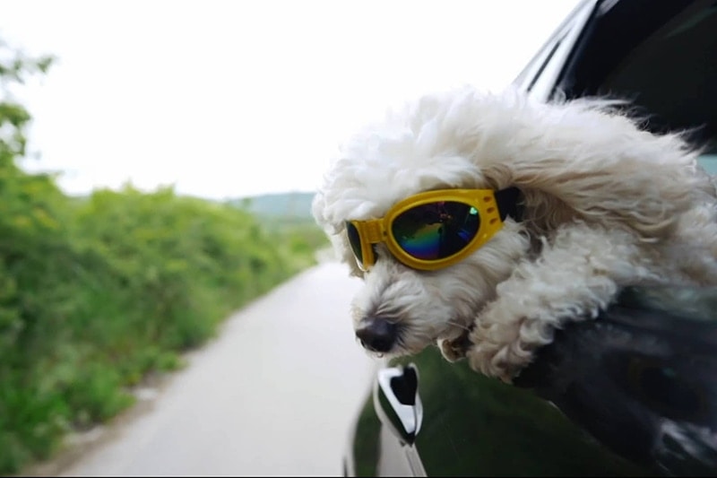 Video - Stay Cool During the Summer. Dog out car window with goggles on.